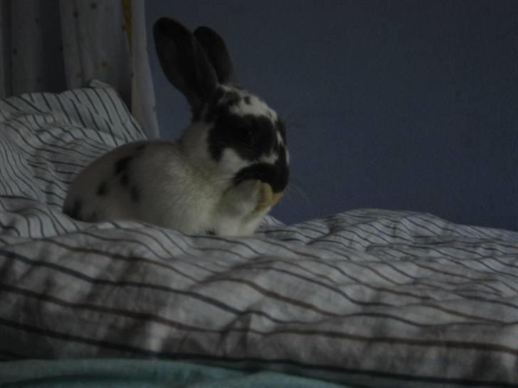 Kanin Hoppsernes Fiona - Vaske vaske :* billede 9