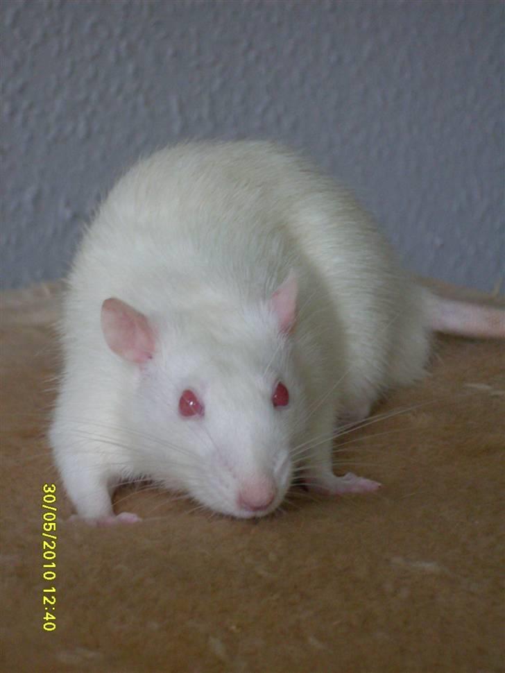 Tamrotte Draco *R.I.P.* billede 1