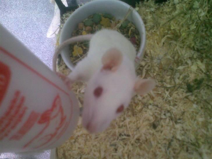 Tamrotte Draco *R.I.P.* billede 2