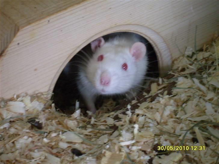 Tamrotte Draco *R.I.P.* billede 3