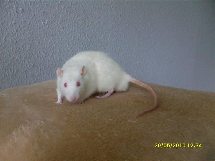 Tamrotte Draco *R.I.P.* billede 4