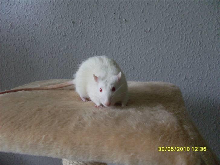 Tamrotte Draco *R.I.P.* billede 5