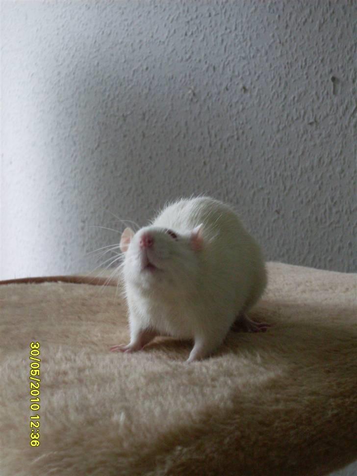 Tamrotte Draco *R.I.P.* billede 6