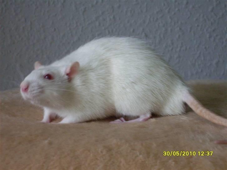 Tamrotte Draco *R.I.P.* billede 7