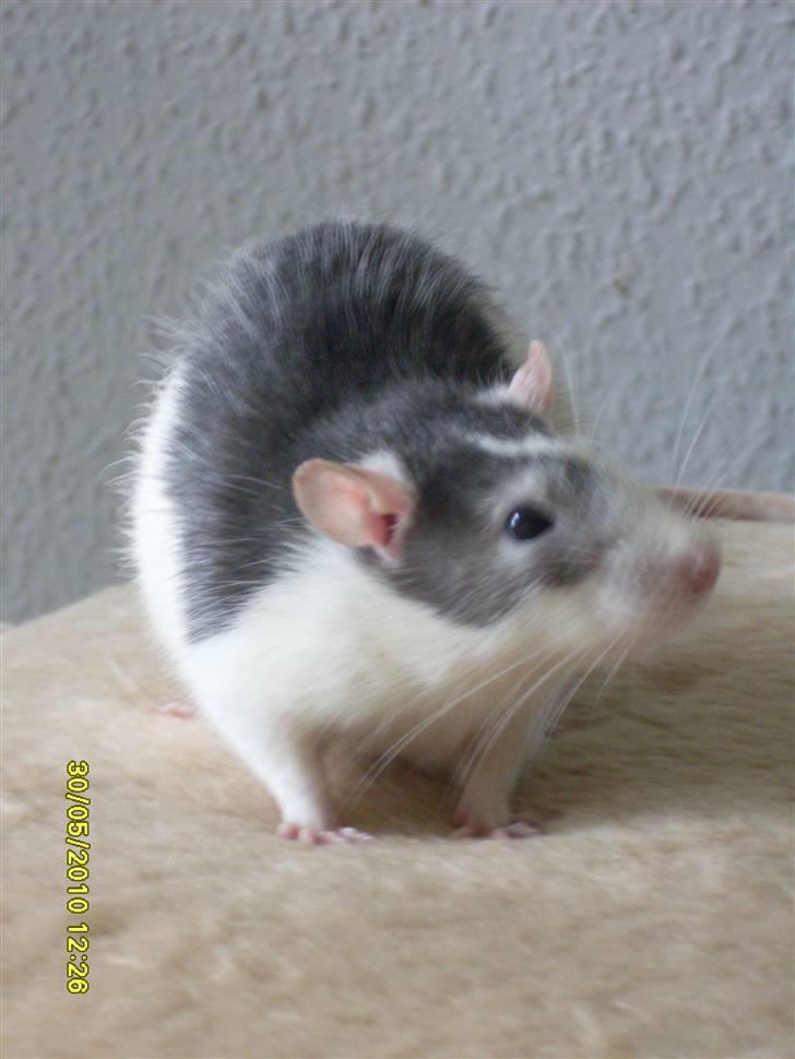 Tamrotte Ludvig *R.I.P.* billede 1