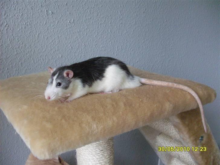 Tamrotte Ludvig *R.I.P.* billede 2