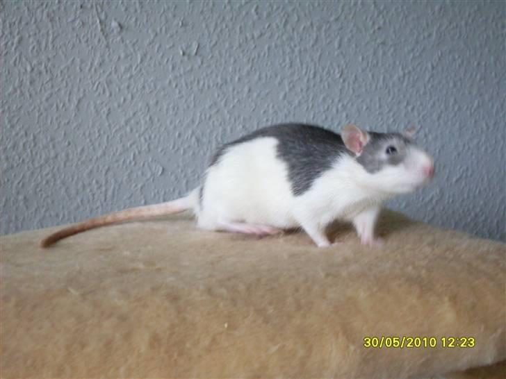 Tamrotte Ludvig *R.I.P.* billede 3