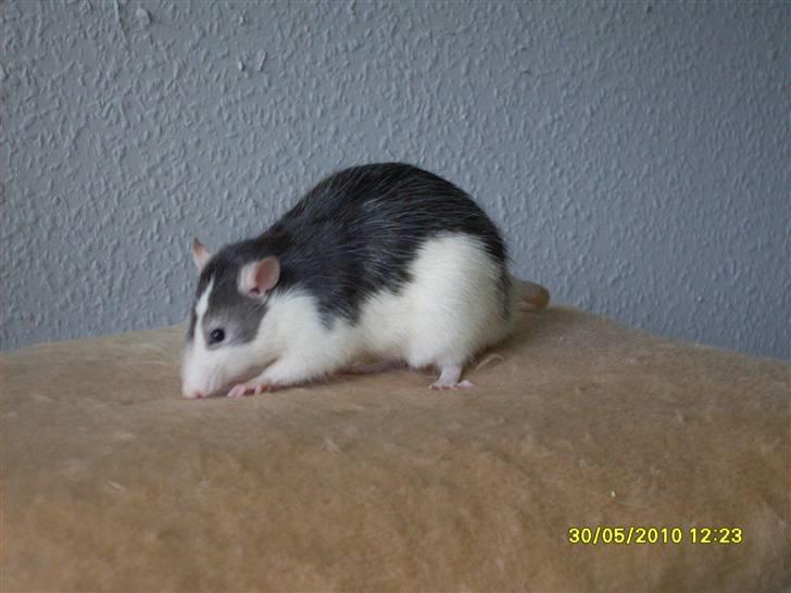 Tamrotte Ludvig *R.I.P.* billede 4