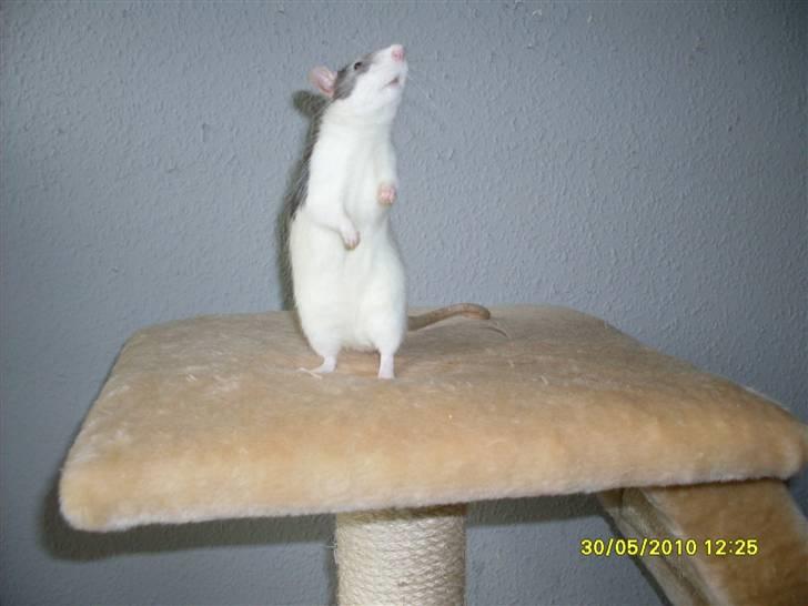 Tamrotte Ludvig *R.I.P.* billede 5