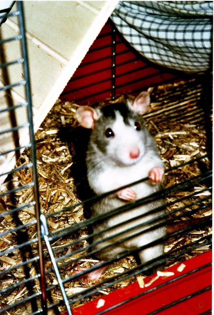 Tamrotte Silver *R.I.P* billede 1