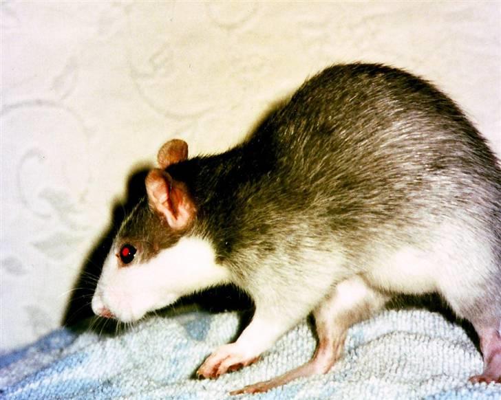 Tamrotte Silver *R.I.P* billede 3