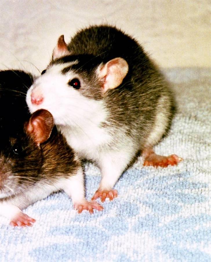 Tamrotte Silver *R.I.P* billede 4