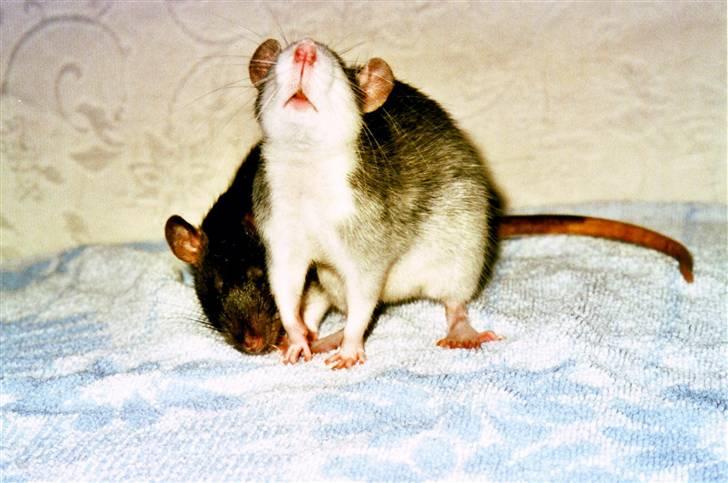 Tamrotte Silver *R.I.P* billede 5