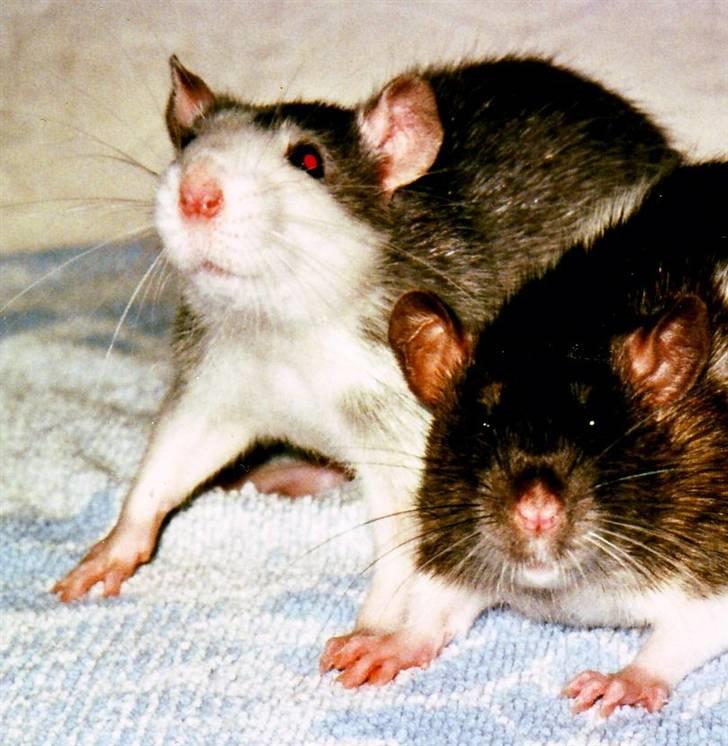 Tamrotte Silver *R.I.P* billede 6