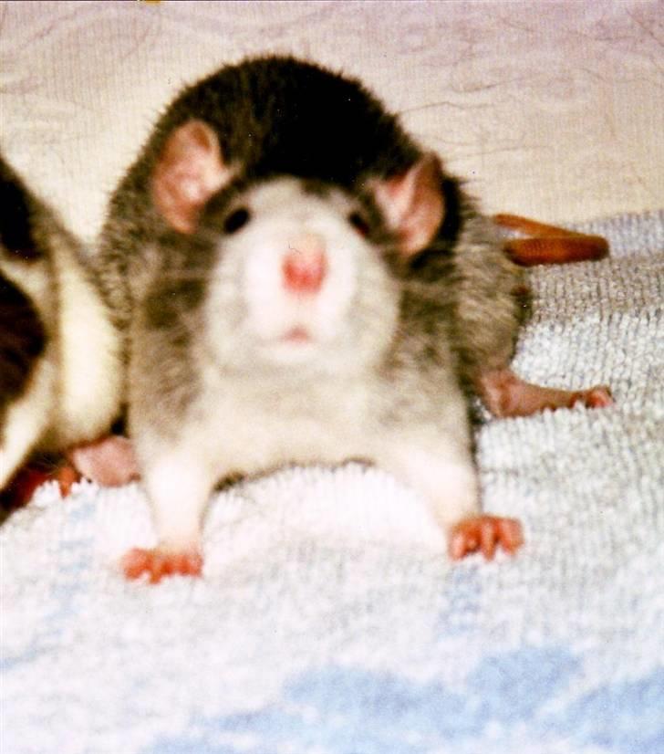 Tamrotte Silver *R.I.P* billede 7