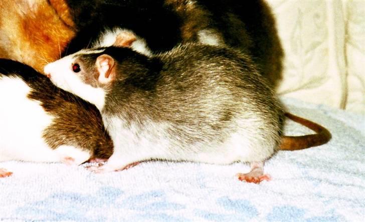 Tamrotte Silver *R.I.P* billede 8