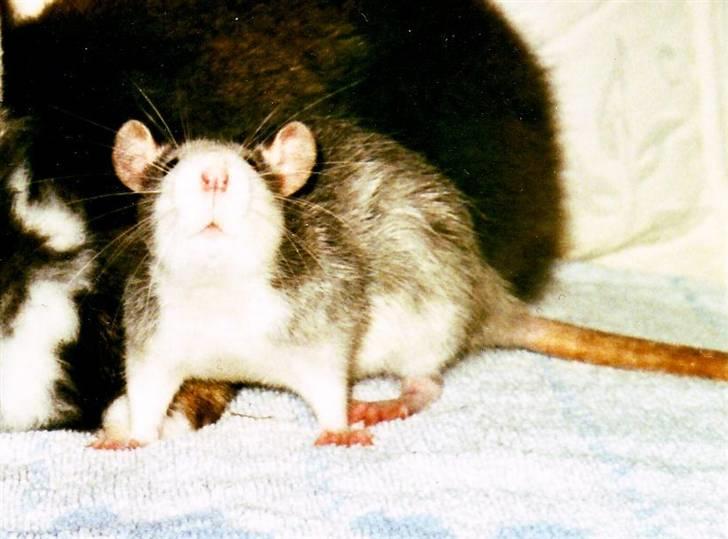 Tamrotte Silver *R.I.P* billede 9