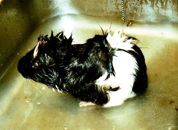 Marsvin Tazan *R.I.P* billede 1