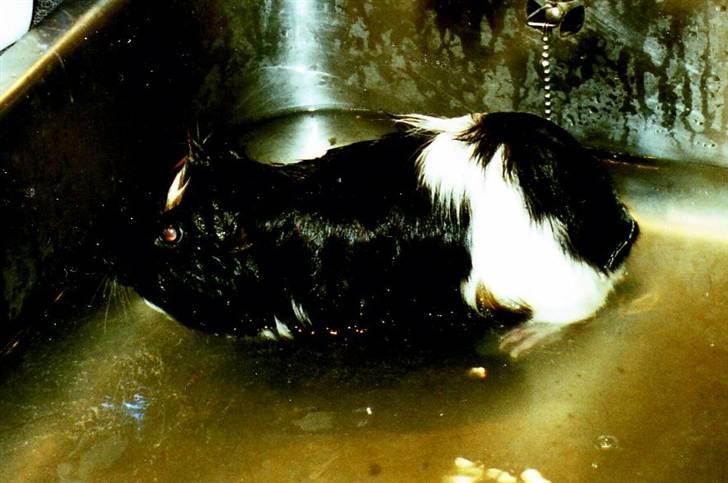 Marsvin Tazan *R.I.P* billede 2