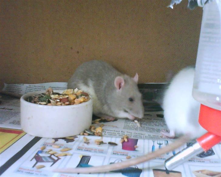 Tamrotte Mango R.I.P :'(  - Mmh! Lækkert! Mango spiser :D  billede 7