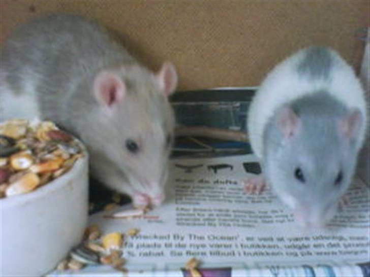 Tamrotte Mango R.I.P :'(  - Mango & Lajak spiser! billede 8