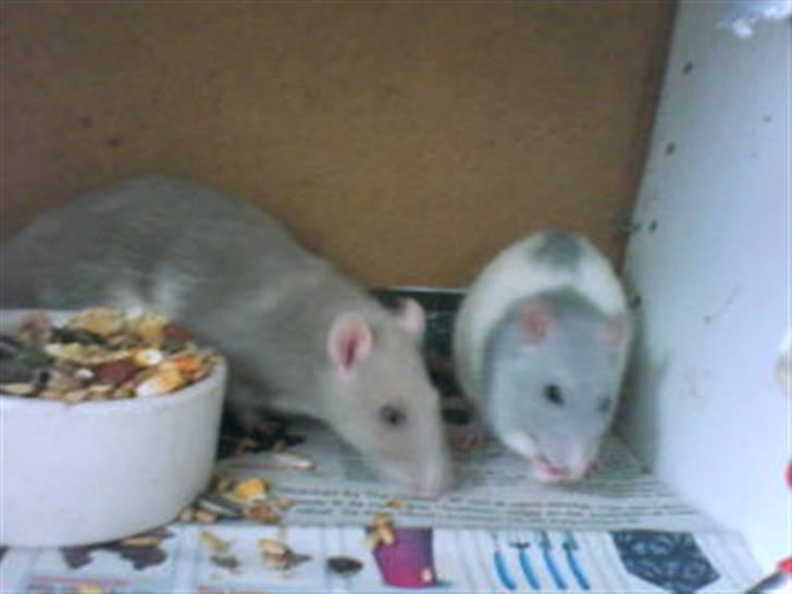 Tamrotte Mango R.I.P :'(  - Mango & Lajka spiser..! billede 9