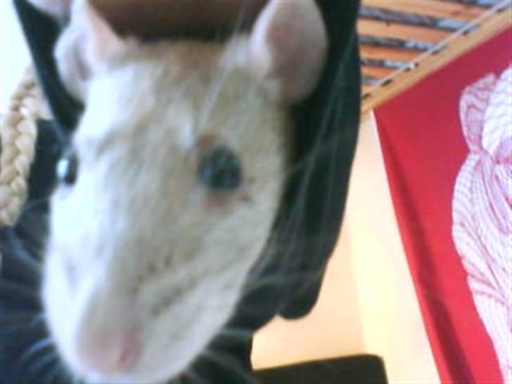 Tamrotte Mango R.I.P :'(  - Mango i mit ærme <3 billede 10