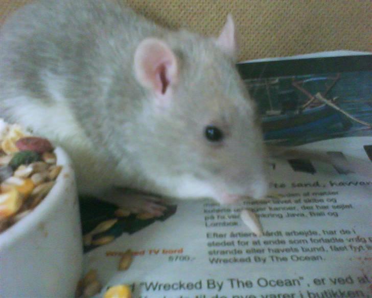 Tamrotte Mango R.I.P :'(  - Nam nam! Mango spiser:D  billede 11