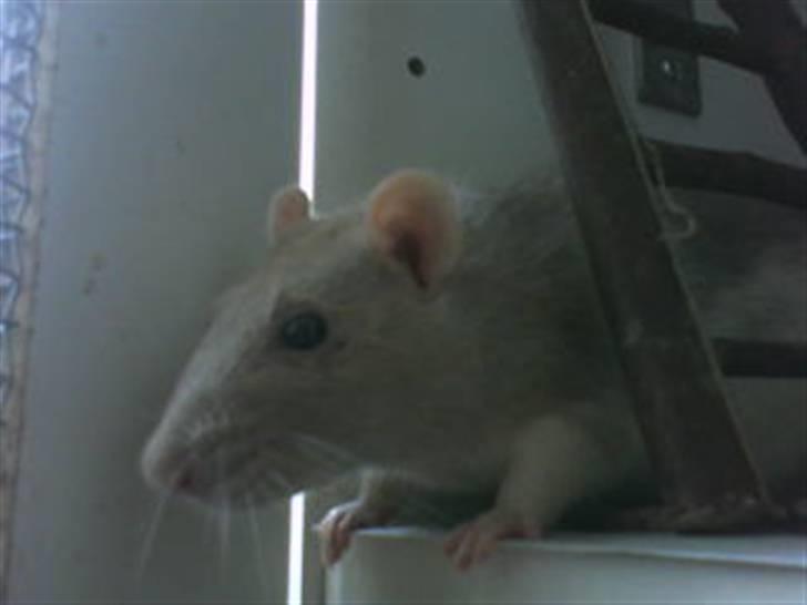 Tamrotte Mango R.I.P :'(  - Mango i sit bur (:  billede 12