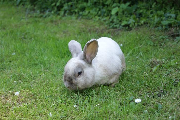 Kanin Guffe <3  † billede 6