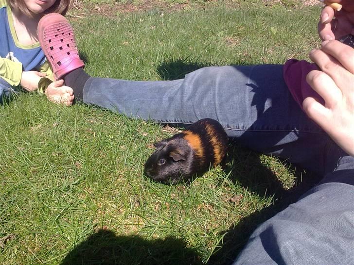 Marsvin Gumle speedy Larsen billede 6