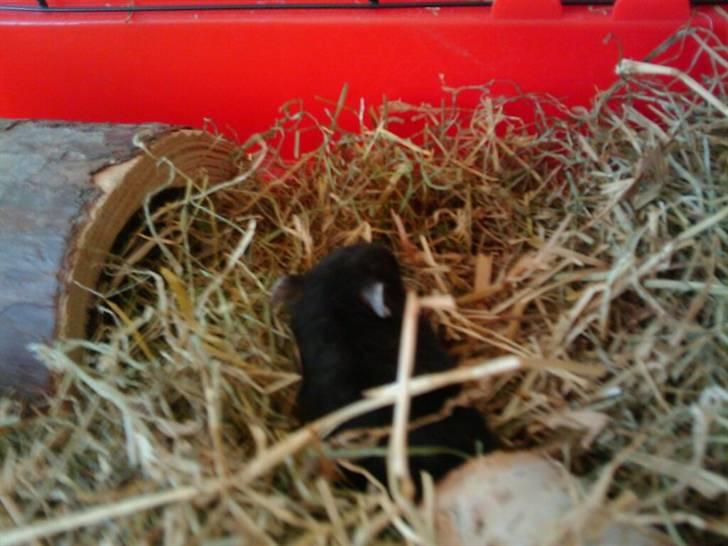 Dværghamster Fnubb - Fnubb er ikke den bedste fotomodel.. hehe! :D billede 1