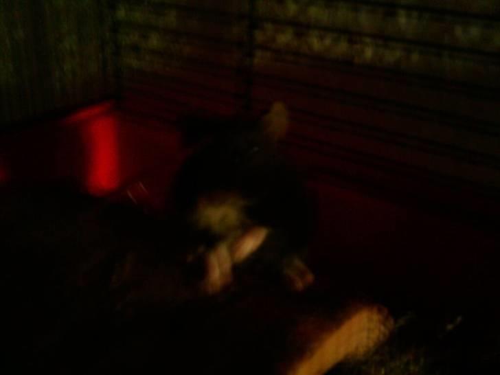 Dværghamster Fnubb - Fnubb min hamstermand.. xD billede 2