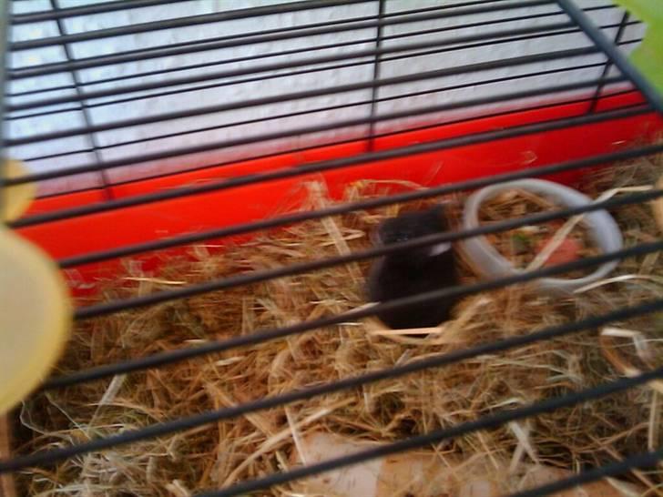 Dværghamster Fnubb - Fnubby billede 4