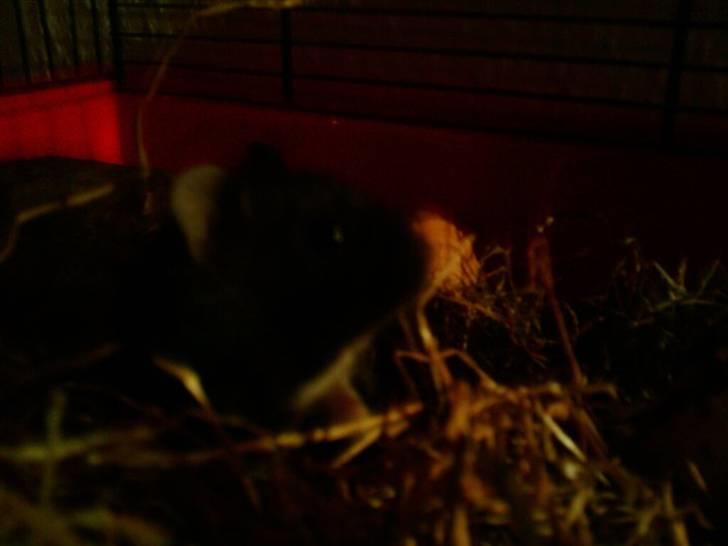 Dværghamster Fnubb - Fnubbsen billede 5