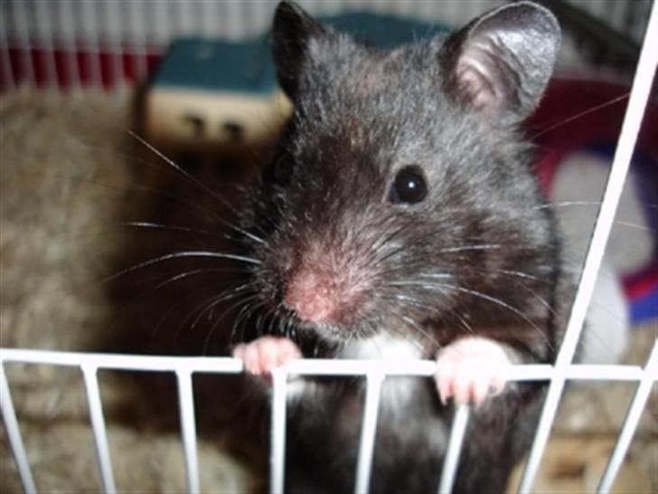 Dværghamster Fnubb - Fnubb mens jeg mugede ud hos ham... Se hvordan han sidder billede 6