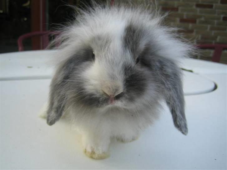 Kanin Lilje billede 2