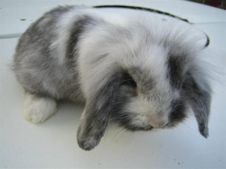 Kanin Lilje billede 3