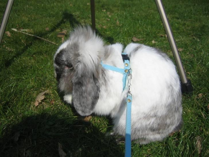 Kanin Lilje billede 4