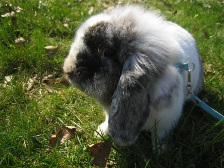 Kanin Lilje billede 5