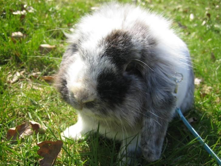 Kanin Lilje billede 6