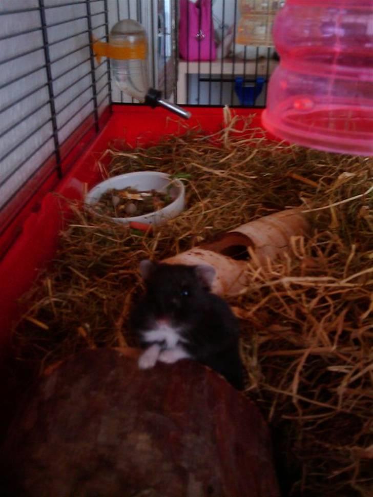 Dværghamster Fnubb - Fnubb?? Ja da! billede 7