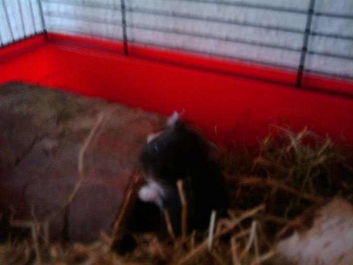 Dværghamster Fnubb - Go´morgen billede 8