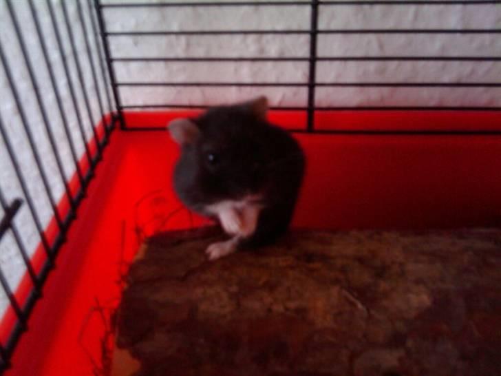 Dværghamster Fnubb - Mit bedste billed af Fnubb indtil vidre billede 9