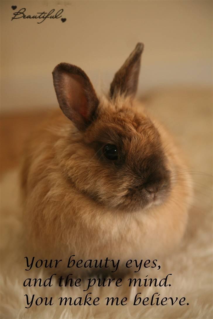 Kanin Rubin billede 15