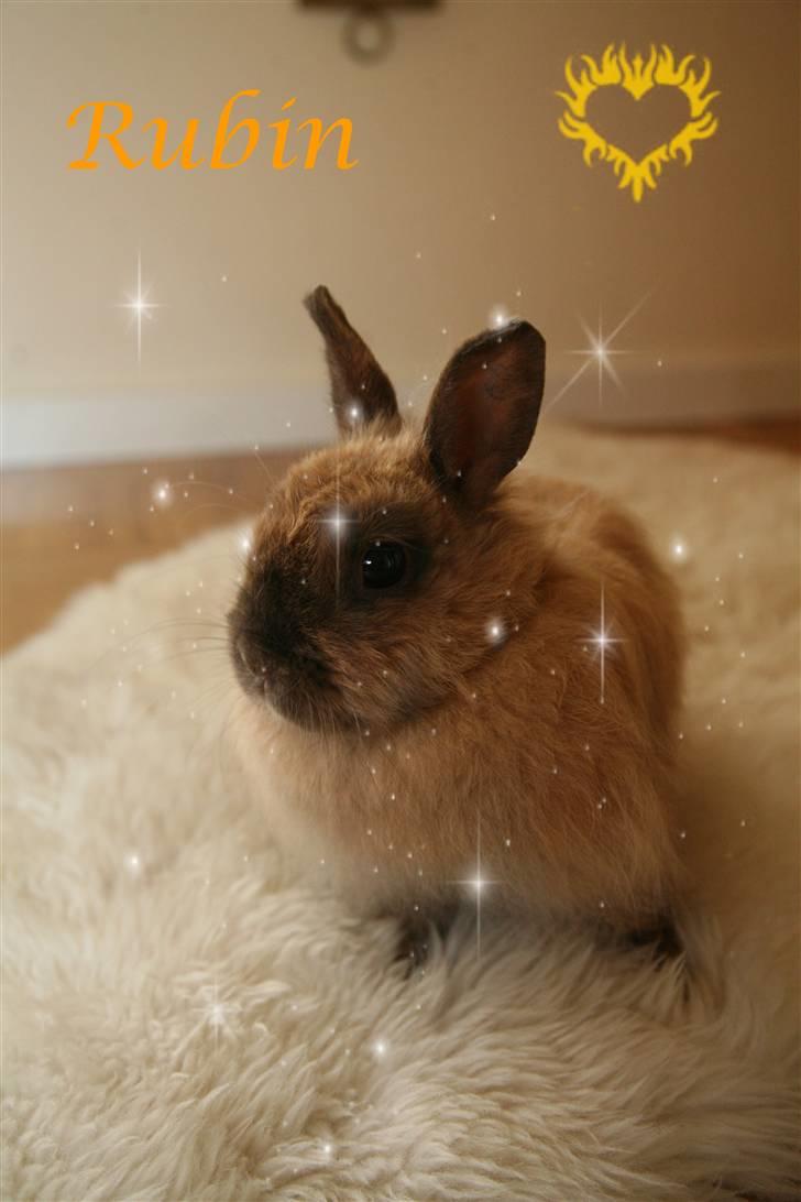 Kanin Rubin billede 16