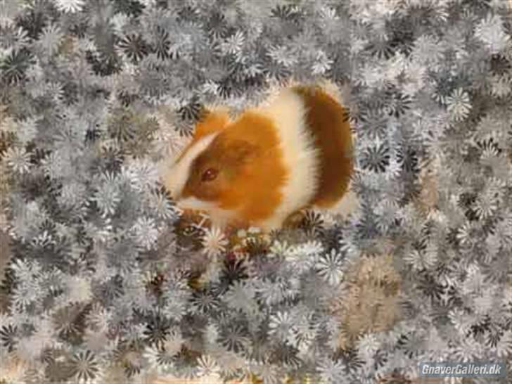 Marsvin Afred  - lavet af astrid                tak billede 6