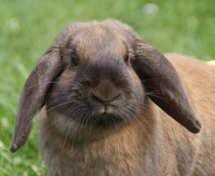 Kanin - Dværgvædder XaToos Lyra af Hønsehuset billede 11