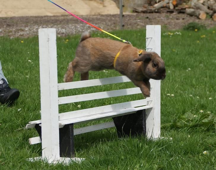 Kanin - Dværgvædder XaToos Lyra af Hønsehuset billede 12