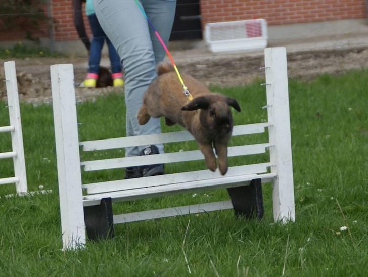 Kanin - Dværgvædder XaToos Lyra af Hønsehuset billede 13